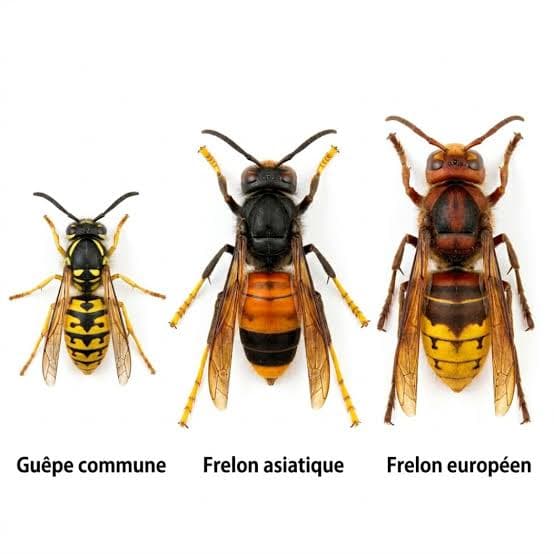 Comparaison de taille entre guêpe commune, frelon asiatique et frelon européen