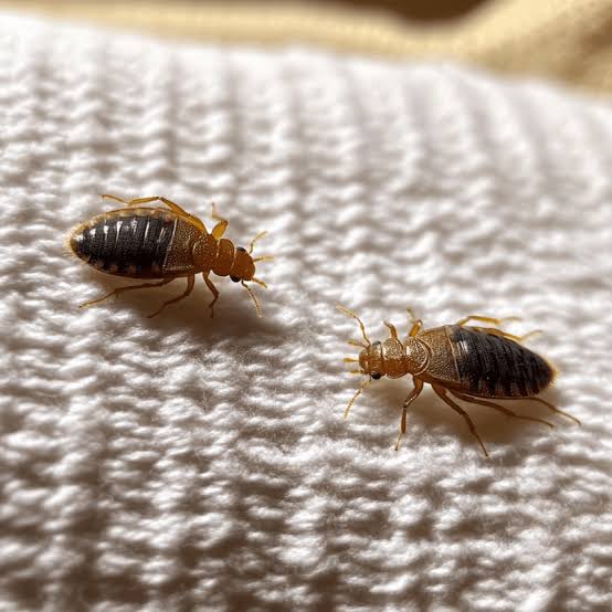Deux punaises de lit adultes sur un matelas, reconnaissables à leur corps brun et plat