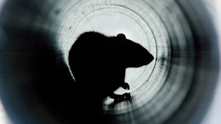 Rat brun dans une canalisation, voie d'entrée classique vers les caves et logements